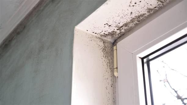 Best Crawl Space Mold Remediation  in Loma, CO