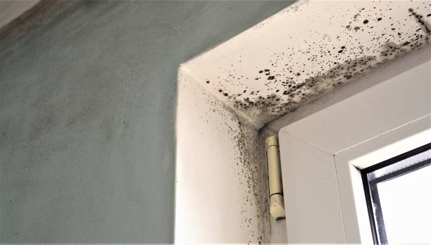 Professional Mold Removal in Loma, CO