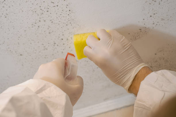 Best HVAC Mold Inspection and Cleaning  in Loma, CO